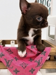 AKC Micro Mother’s Day Applehead Chihuahuas