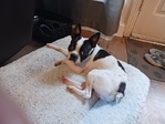 Rehoming due to busy schedule and health.