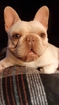 French Bulldog Puppies