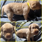 AKC Labrador Retriever Puppies