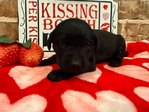 AKC LABRADOR PUPPIES $650