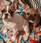 French Bulldog Puppies & French Bulldog Adult