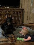 AKC Doberman Pinscher puppies