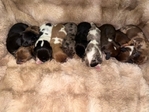 Mini Longhair Dachshunds