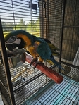 Blue & Gold Macaw