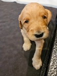 Male Goldendoodle- $1500