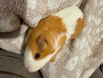 Guinea pigs