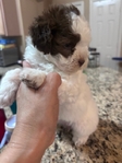 Beautiful Toy Shi-Poo Puppies