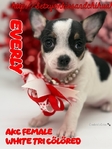 AKC Valentine Applehead Chihuahuas