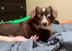 Toy Australian shepherd