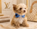 AKC Extra Tint Male Blonde Parti Yorkie