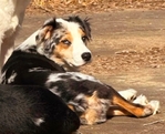3 year old female full blooded Australian shepherd
