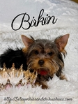 AKC Micro Female Traditional and Chocolate & Tan Yorkies