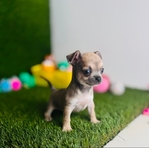 Chihuahua Tiny Puppies Vetted w/shots