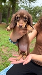 Beautiful Mini Dachshund Puppies