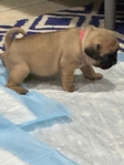Pug Puppies