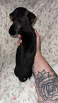 Mini dachshund female