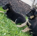 Healthy German Shepherd Puppies