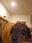 Register Dachshund NAPR