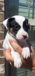 Jack Russell Rat Terrier Puppy