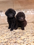 F1B Labradoodles