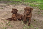 AKC LAB PUPPIES