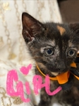 Free Kittens to good home!