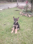 German Shepherd puppies