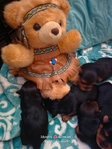 Yorkshire Terrier puppies.