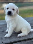 English Cream White Labrador Retriever Pups
