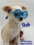 AKC Longcoat Chihuahuas