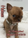 AKC Applehead Smooth Coat Chihuahuaa