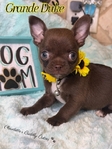 AKC Gorgeous Applehead Chihuahuas