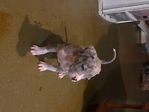 ABKC Registered XL Bully pup
