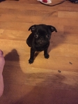 Pug puppies