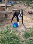 CKC Female Boston Terrier