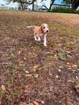 Beagle Male AKC