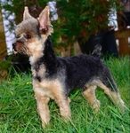 Yorkie Male 1 year old