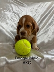 Beagle puppies AKC