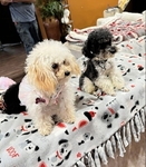 Toy poodle boys