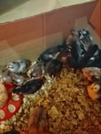 Baby chicks