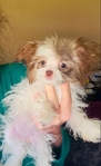 Pomapoo puppies 2 tiny female sisters