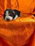 Beagle puppies AKC
