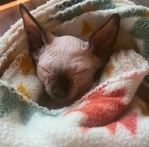 Male Sphynx kitten