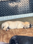 Walker Hound/Black Mouth Cur mix puppies
