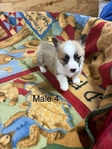 Pembroke corgi pups AKC