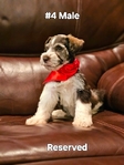 Miniature Schnauzers 1 Female,  4 Males