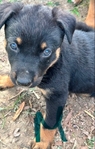 4 Beautiful Australian shepherd and blue heeler pups