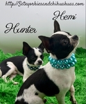 AKC Registered Male Applehead Chihuahuas
