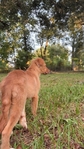 Female Pyrenees/Shepherd
